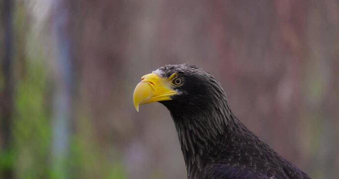Steller's sea eagle (Haliaeetus pelagicus). Wildlife animal. detail portrait of rare bird. Close-up portrait of beautiful proud bird. 4K Slow motion 120 fps, ProRes 422, 10 bit video