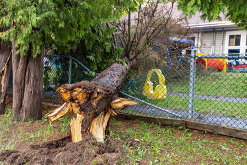 A severed tree is seen lying across a fence and lawn with damaged childrens toys after storm brings...