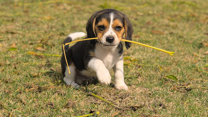 Portrait of a beagle puppy playing with a stick in the field