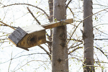 Bird feeders. Feeding birds in the forest. Birdhouse on a tree.