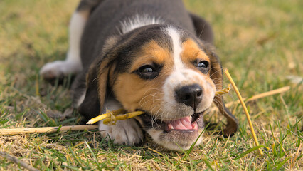 Portrait of a beagle puppy playing with a stick in the field