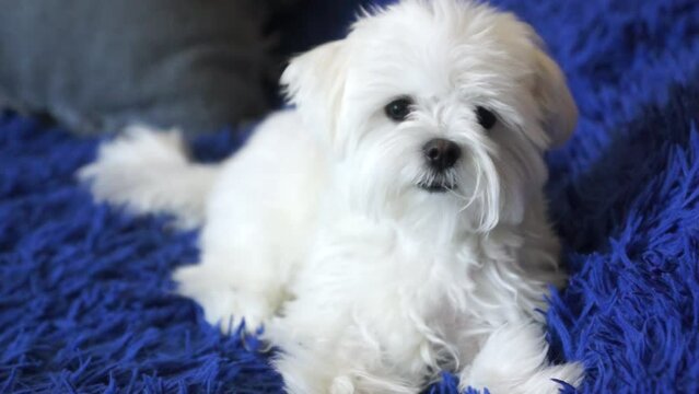 cute white maltese looking at the camera while sitting on the carpet at home. purebred dog breed small lap dog. Pets concept.pet dogs