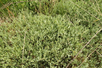 a sea purslane plant with grey green leaves closeup in a salt marsh at the dutch coast in zeeland