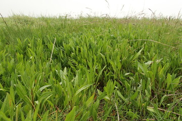 a group sea lavender with fresh green leaves in a salt marsh in springtime