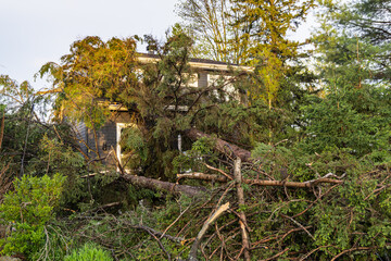 A detached home is barely visible in aftermath of storm, as uprooted mature pine trees are thrown on roof and front entrance causing structural damage.