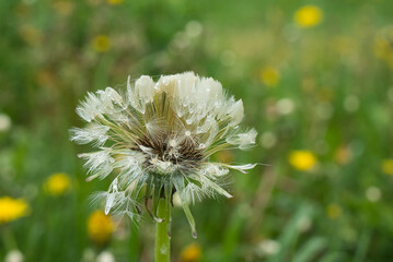dandelion after rain