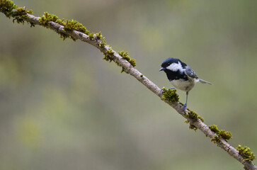 bird, natur, wild lebende tiere, tier, ast, kohlmeise, wild