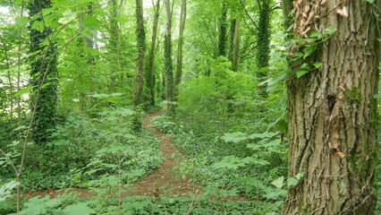 Un chemin ou itinéraire en terre ou forestier, entre de beaux et grands arbres bien fleuris, coin paradisiaque et tranquille.