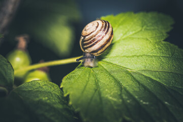 Snail attacking garden plants