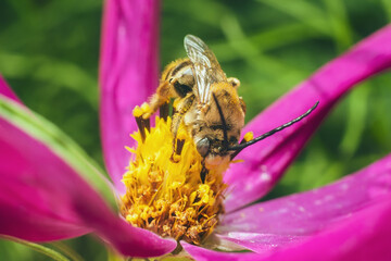 A bee pollinates and collects nectar from a purple cosmos flower