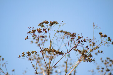 Close-up of dried sweet fennel seeds with blue sky on background - obrazy, fototapety, plakaty