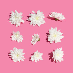 Pastel pink pattern made with fresh white flowers. Nature or woman's day concept. Modern minimal flat lay.