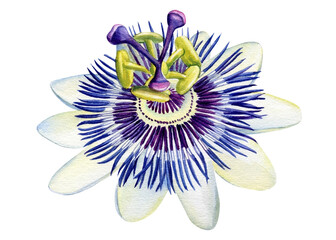 Passionflower flower on isolated white background, watercolor illustration painting
