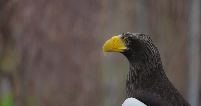 Steller's sea eagle (Haliaeetus pelagicus). Wildlife animal. detail portrait of rare bird. Close-up portrait of beautiful proud bird. 4K Slow motion 120 fps, ProRes 422, 10 bit video