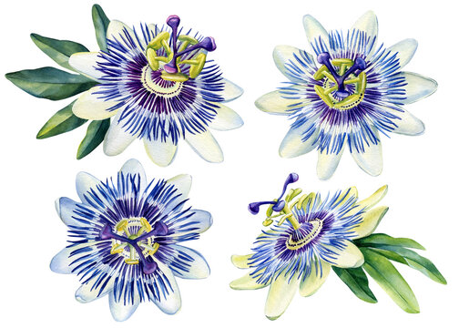 passion fruit flower paintings