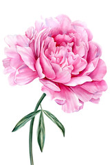 Pink peony on white isolated background watercolor hand drawing