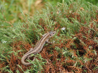 lizard on the grass