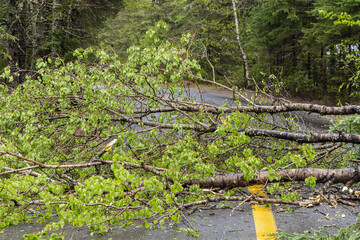 An uprooted tree is seen blocking both lanes of a highway in rural Canada after stormy weather,...