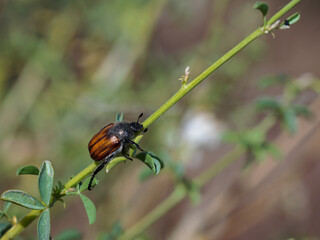 Beetle in its natural environment.