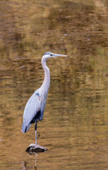 Great Blue heron
