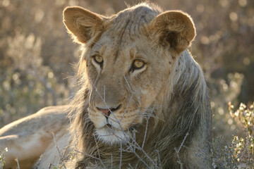 Fototapeta na wymiar Young male lion in the Kgalagadi, South Africa