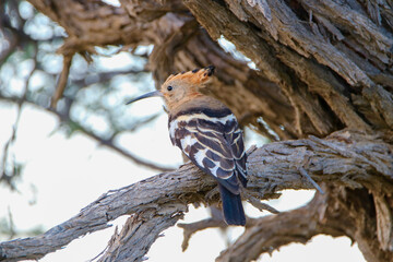 African Hoopoe in the Kgalagadi, South Africa