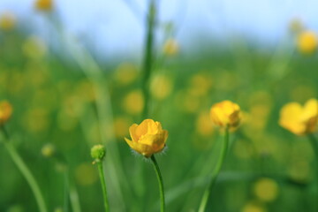 Obraz premium flower