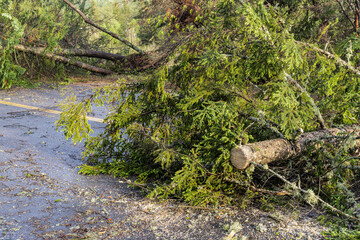 Felled pine trunks are seen laying across a carriageway blocking access to local village after a storm creates driving hazards. Copy space to left. - obrazy, fototapety, plakaty