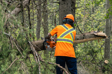 A tree surgeon is seen from behind wearing high visibility clothes, using chainsaw to clear severed trees after gale force winds. Copy space to side.