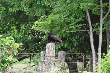 Turkey Buzzard on a Fence Post