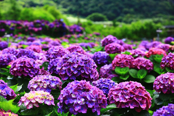 blooming colorful Hydrangea(Big-leaf Hyrdangea) flowers,close-up of purple with blue Hydrangea flowers blooming in the garden in summer