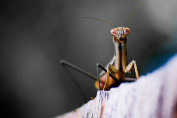 praying mantis