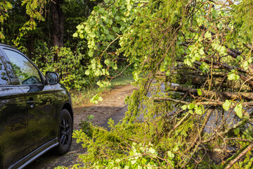 Closeup view of tree branches blocking a main road, as a vehicle is seen driving around obstruction...