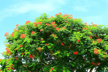 Fototapeta na wymiar blooming Poinciana(Flame tree) flowers with blue sky background,many beautiful red flowers blooming on the branches of the Flame tree in summer