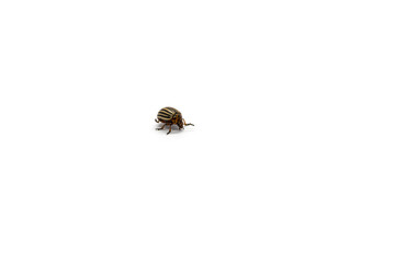 Colorado potato beetle crawling on a white background