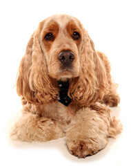 Cocker spaniel dog laying isolated on a white background