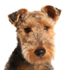 Airedale terrier dog portrait isolated on a white background