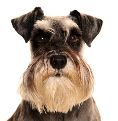 Schnauzer dog portrait isolated on white background