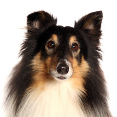 Shetland sheepdog portrait isolated on a white background