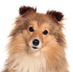 Shetland sheepdog puppy dog portrait isolated on a white background