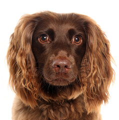 Springer Spaniel dog portrait isolated on a white background