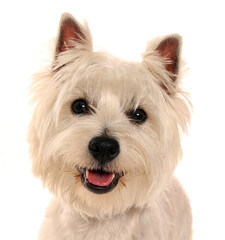 West highland terrier dog portrait isolated on a white background