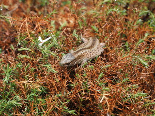 lizard on the stone