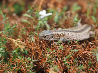 lizard on a rock