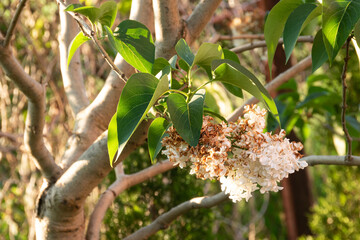 Lilac flower blooming in spring in the garden