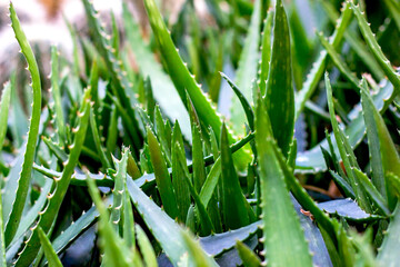 Bright green Aloe Vera succulent plant leaves in the garden in summer.