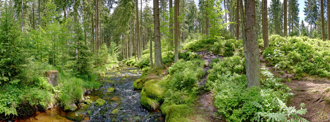 Mitten im Wald, am weissen Main Wald Panorama © desico