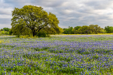 field of Texas bluebonnets