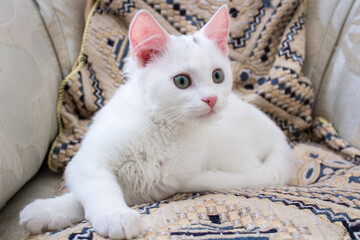 White baby kitten with rose ears lying on pillow