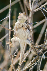 Ground Agama, sunbathing, Kgalagadi, South Africa